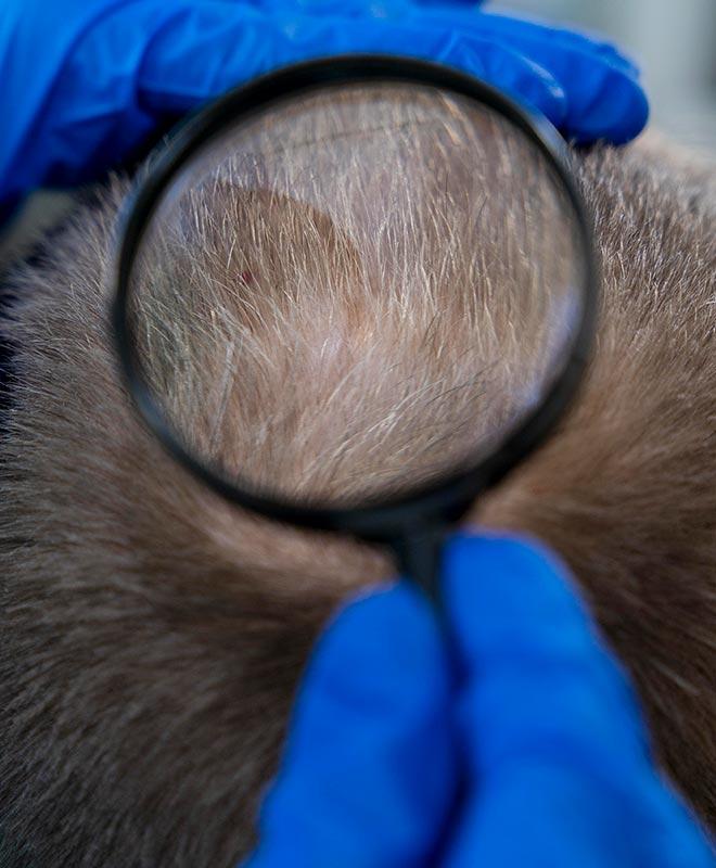 Centro Médico Jardins - Tricologista em Vitória - ES